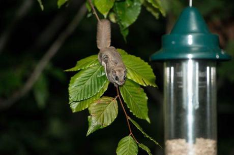 Flying Squirrel (8 of 12)