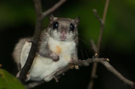 Flying Squirrel (2 of 12)