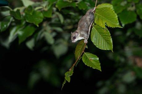 Flying Squirrel (4 of 12)