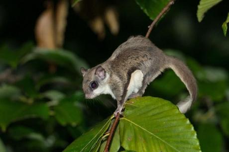 Flying Squirrel (5 of 12)