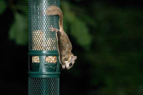 Flying Squirrel (9 of 12)
