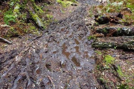 mud on overland track tasmania
