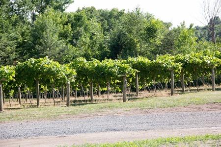 Wine Wednesday Pinot Noir (8 of 12) Wine Wednesday Pinot Noir (8 of 12)