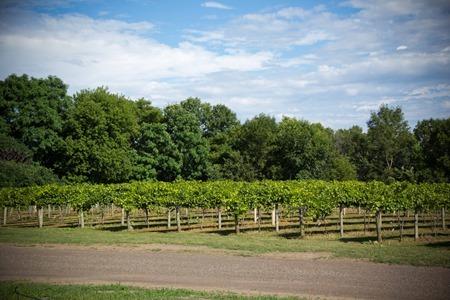 Wine Wednesday Pinot Noir (11 of 12) Wine Wednesday Pinot Noir (11 of 12)