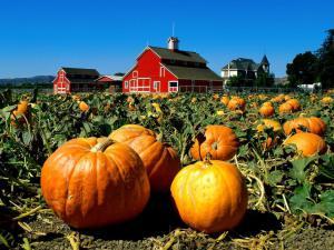 Seasonal Creep: The Tide of Terror That Swept America is BACK! Pumpkin Patch