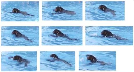 swimming chimp