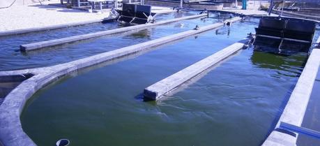 World’s Largest Wastewater Algae Project Successfully Grows Its First Crop A view of the All-gas project algae facility. (Credit: All-gas project)