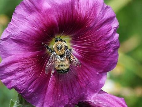 Hollyhocks and Bumble Bees