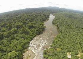 U.S. Palm Oil Plantation Endangers Chimps, Forest Elephants in Cameroon 4cameroon