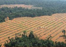 U.S. Palm Oil Plantation Endangers Chimps, Forest Elephants in Cameroon 1cameroonplantation