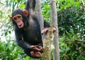 U.S. Palm Oil Plantation Endangers Chimps, Forest Elephants in Cameroon 2cameroonchimp