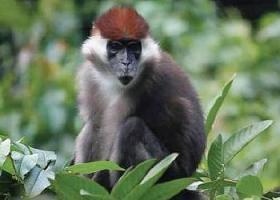 U.S. Palm Oil Plantation Endangers Chimps, Forest Elephants in Cameroon 3cameroonmangabey