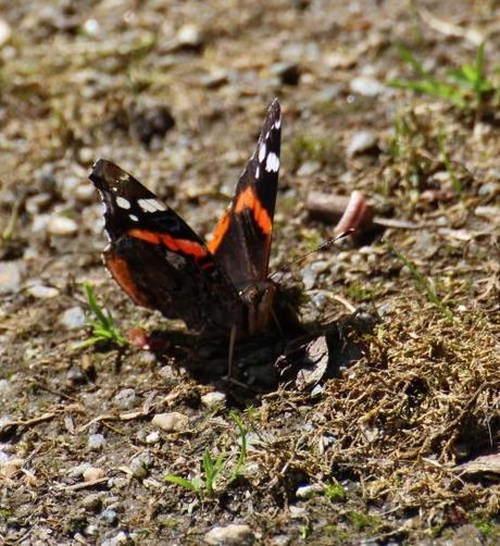Two lakes, a wood and a meadow…a day out on Bodmin Moor Red Admiral, Public footpath from Blisland Churchyard