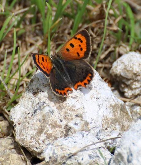 Two lakes, a wood and a meadow…a day out on Bodmin Moor Small Copper, Public footpath from Blisland Churchyard