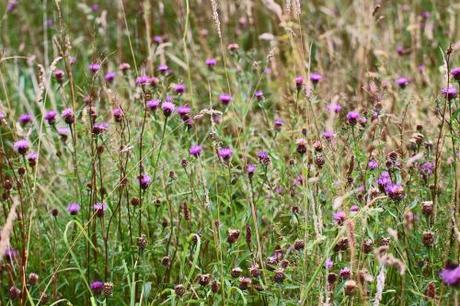 Two lakes, a wood and a meadow…a day out on Bodmin Moor Flower meadow, Public footpath from Blisland Churchyard