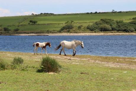 Two lakes, a wood and a meadow…a day out on Bodmin Moor 'Keep up, junior'. (Photo: Amanda Scott)