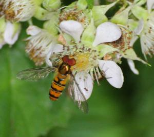 Two lakes, a wood and a meadow…a day out on Bodmin Moor Episyrphus balteatus (photo