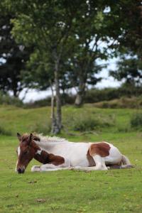 Two lakes, a wood and a meadow…a day out on Bodmin Moor Foal, Colliford Lake (photo: Amanda Scott)