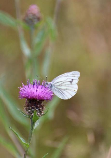 Two lakes, a wood and a meadow…a day out on Bodmin Moor Small White, Public footpath from Blisland Churchyard