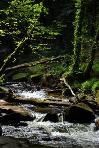 Two lakes, a wood and a meadow…a day out on Bodmin Moor The River Fowey as it passes through Golitha Falls