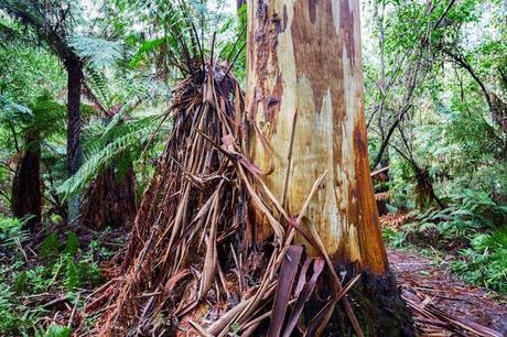 Strips of bark - Eucalyptus regnans strips of peeling bark from Eucalyptus regnans