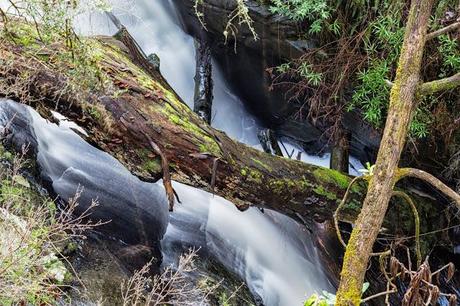 Fallen tree trunk below Won Wondah Falls fallen tree trunk below won wondah falls