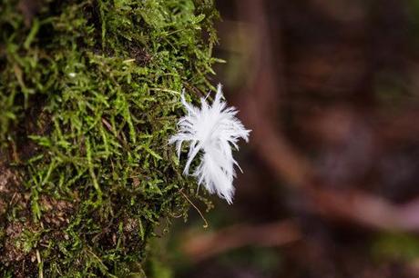 Not the same feather, but another white feather. Who would believe it? white feather on side of tree