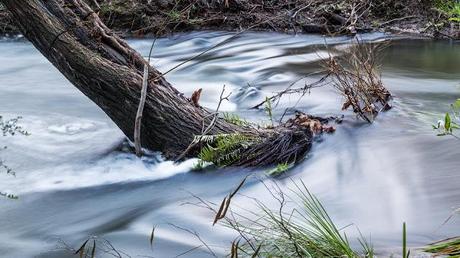 Henderson Creek tree in water of henderson creek lorne