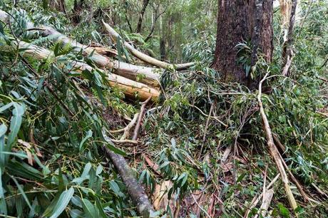 Timber fallen tree across walking track