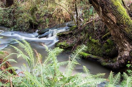 Henderson Creek henderson creek lorne