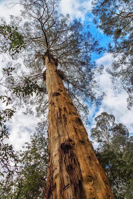 Mountain Ash - Eucalyptus Regnans mountain ash eucalyptus regnans