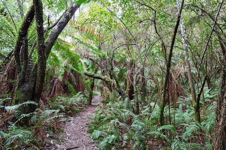 Fern gully fern gully near the canyon lorne