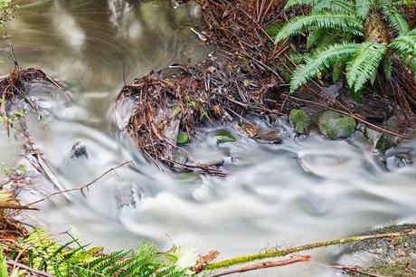 Leaves in Henderson Creek long exposure of leaves henderson creek lorne