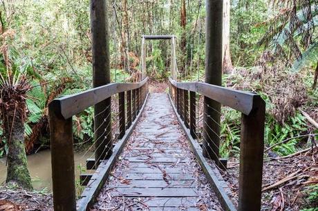 Walk start near Sheoak Picnic Area bridge over henderson creek