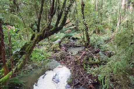Fern Gully - Henderson Creek fern gully at henderson creek lorne