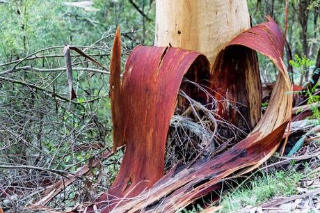Eucalypt peeling bark peeling bark on eucalypt tree