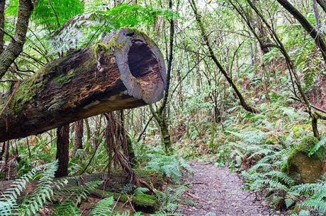 Fern gully near Henderson Falls track in fern gully lorne