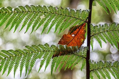 Leaf on a leaf brown leaf on top of fern frond