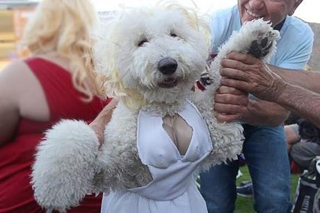 DOG Dresses in DRAG as Marilyn Monroe!