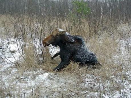With Warmer Winters, Ticks Devastating N.H. Moose Population moose