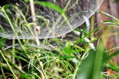 Cob Webs or Fairy Hammocks?