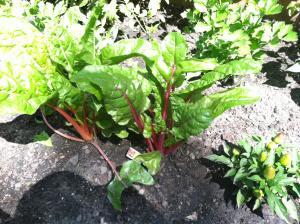 Weekend roundup: Peaches and greens Swiss Chard Garden