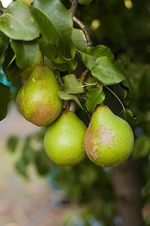 Three Pears in Tasmania, Australia Three Pears in Tasmania, Australia