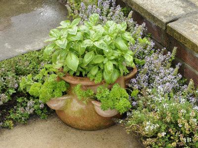 Herbs That Will Help You Live Longer Herbs That Will Help You Live Longer