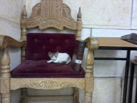 A mystical cat is forgiven A mystical cat is forgiven