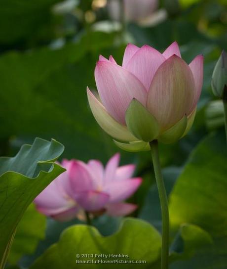 Lotus - nelumbo nucifera
