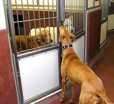 VIDEO: Who Let the DOGS Out?: The Great Shelter Escape!