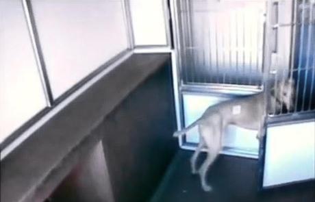 VIDEO: Who Let the DOGS Out?: The Great Shelter Escape!
