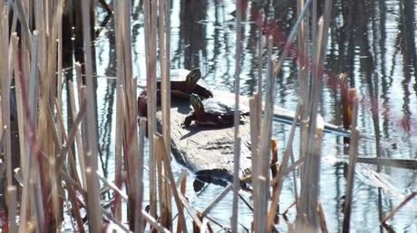 Painted Turtles in muskrat pond - Mississauga - Ontario