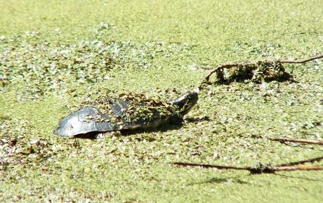 painted turtle - in pond -  near forks of the credit - ontario